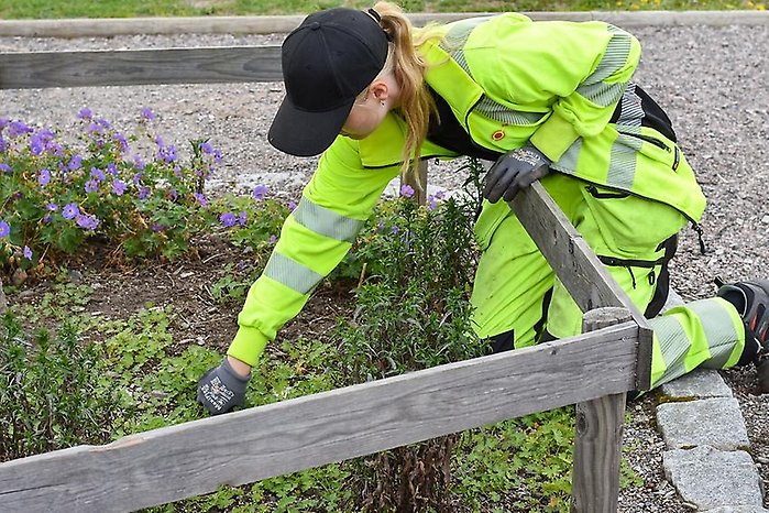 Person i gul varseljacka och handskar rensar ogräs i en rabatt, lutad över en låg träkant.